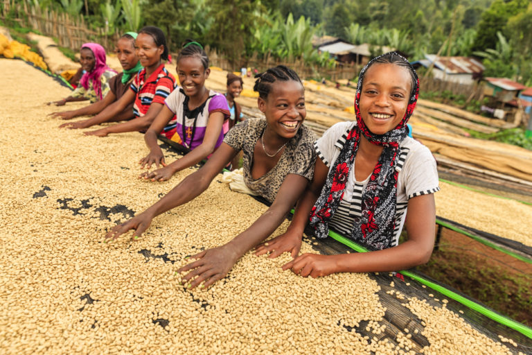 African girls and women sorting coffee beans on coffee farm, Ethiopia, Africa. Little children are working under tables - they picking up every single coffee bean dropped accidentally by women and putting these dropped coffee beans back on the tables.